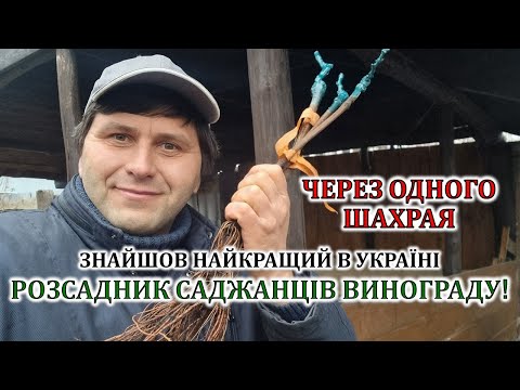 Видео: Через одного шахрая знайшов найкращий розсадник саджанців винограду!