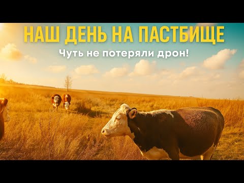 Видео: Наш день на пастбище. Чуть не потеряли дрон. 