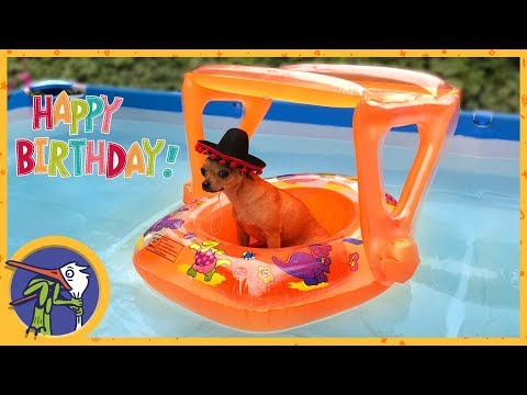 Видео: День Рождения Гаффи - 1 год