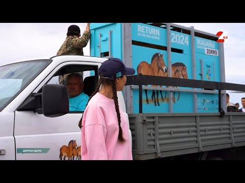 Видео: Қостанай облысына Керқұлан әкелінді | Дархан дала