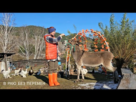 Видео: НАШЕСТВИЕ МЕДВЕДЕЙ |  ЖИЗНЬ В СИБИРСКОЙ ГЛУШИ | ОБЗОР УЧАСТКА И МОИХ ЖИВОТНЫХ ДЕРЕВЕНСКОГО ПОДВОРЬЯ