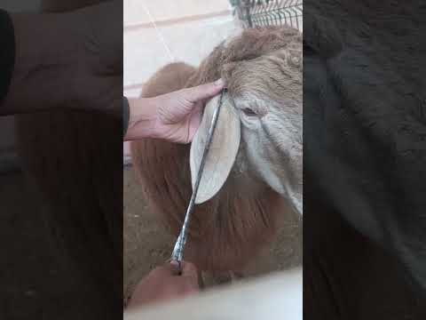 Видео: 7 ноября 2025 г.