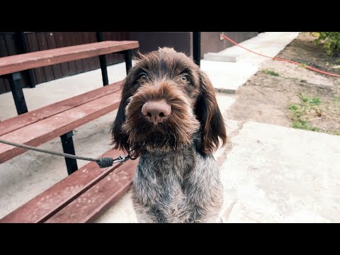 Видео: Почему я выбрал Дратхаара!