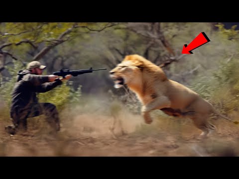 Видео: Зря Он Это Сделал! Вот Почему не Стоит Охотиться на Льва...