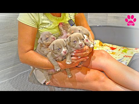 Видео: Щенков раскупили за несколько дней! Ажиотаж на сладких булочек из Питомника Собак! Остался 1 щенок!