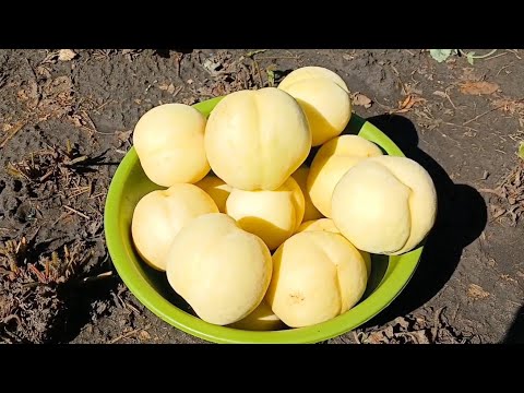 Видео: АЙС ПІЧ. СУПЕР ПЕРСИК.