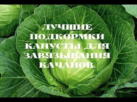 Видео: КОЧАНЫ ЗАВЯЖУТСЯ БЫСТРЕЕ ОТ ТАКОЙ ПОДКОРМКИ.ЧТО ДЕЛАТЬ.