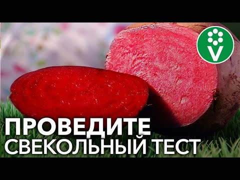 Видео: Свекла и здоровье почек: где правда?