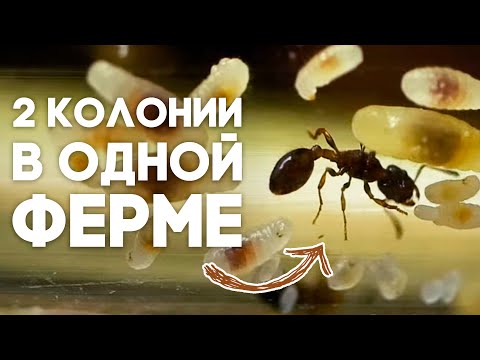 Видео: БОЛЬШОЕ ПЕРЕСЕЛЕНИЕ МУРАВЬЁВ В НОВУЮ МУРАВЬИНУЮ ФЕРМУ! Переезд Camponotus maculatus в новый дом!