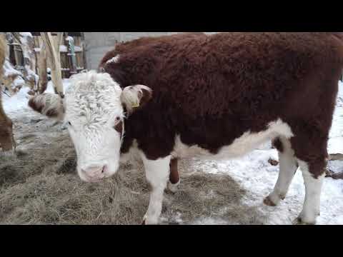 Видео: Казахская белоголовая и герефорд
