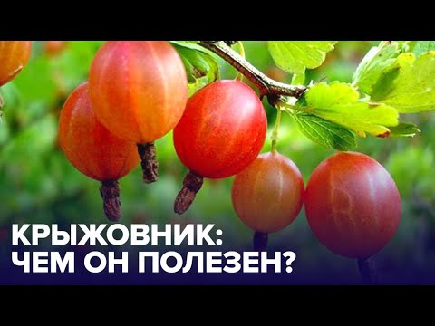 Видео: КРЫЖОВНИК: от каких болезней он защитит?