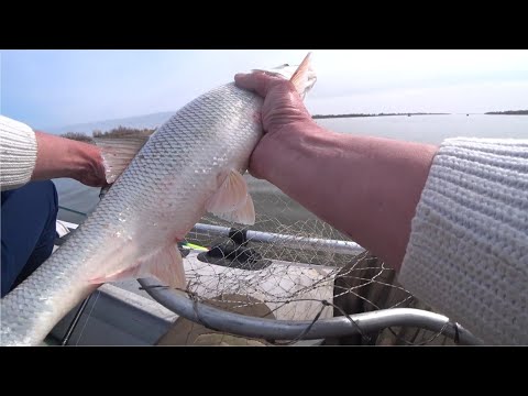 Видео: Вот это Я понимаю клёв. Рыбалка на хищную рыбу 2023