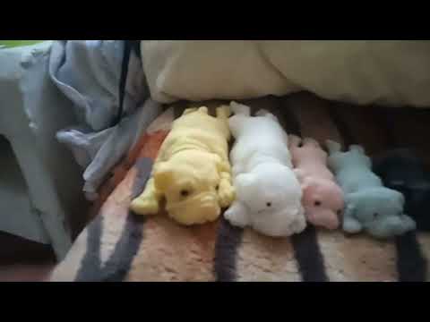 Видео: У Меня Новая Сквиши Собачка!