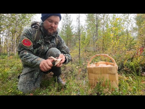 Видео: ГРИБНИК ЗАШЁЛ В ЛЕС И НЕ ПОВЕРИЛ ГЛАЗАМ. ГРИБОЧКИ КРУГОМ. СОБИРАЮ ГРИБЫ ДЛЯ ЗАСОЛКИ. БЕЛЫЕ ГРУЗДИ