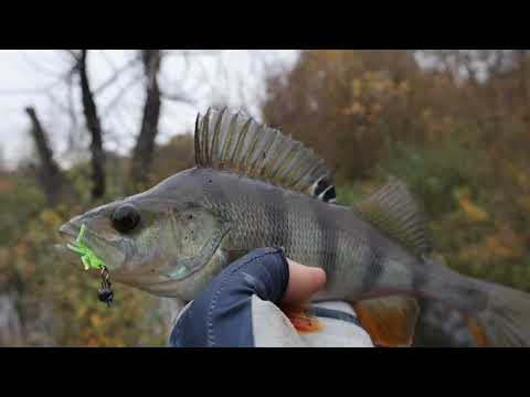Видео: Не ожидал поймать их в такой речке... 
