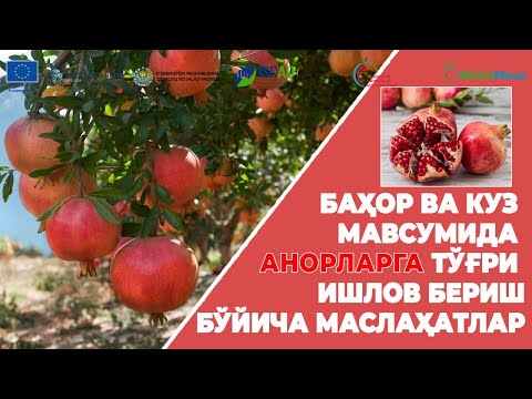 Видео: Анорларга тўғри ишлов бериш бўйича маслаҳатлар