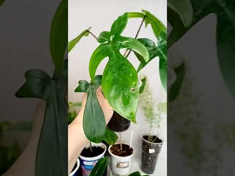 Видео: Излишки растений часть 1 от 25.06.2024