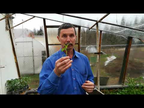 Видео: Стоит ли сеять рассаду поздно