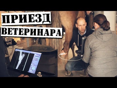 Видео: ЧТО С НОГОЙ ЖУ? | ПРОВЕРЯЕМ ЛОШАДЕЙ | Приезд ветеринара