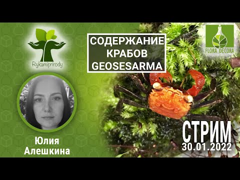 Видео: #TERRALIFE 1: Содержание крабов Geosesarma