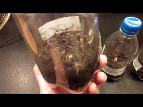 Видео: Зизифус из семян #2