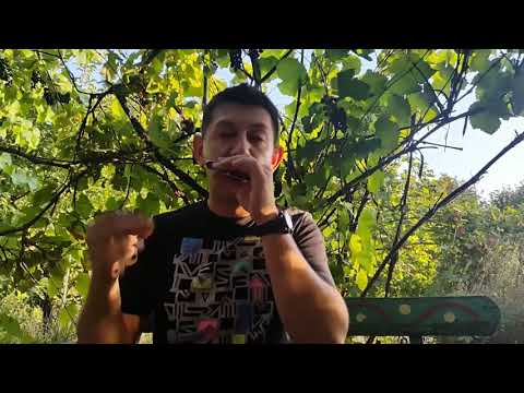 Видео: Импровизация на губной гармошке. Вступление. Урок № 25. How to play the blues on the harmonica