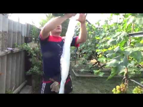 Видео: Защита виноградника от птиц