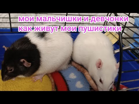 Видео: КРЫСКИ: Просто мои пушистые комочки счастья.