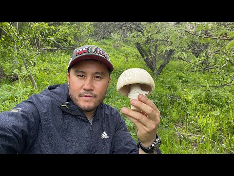 Видео: ВЕСЕННИЕ ГРИБЫ в ЖЕТЫСУ, Талдыкорган, Текели, Малиновка, синеножка