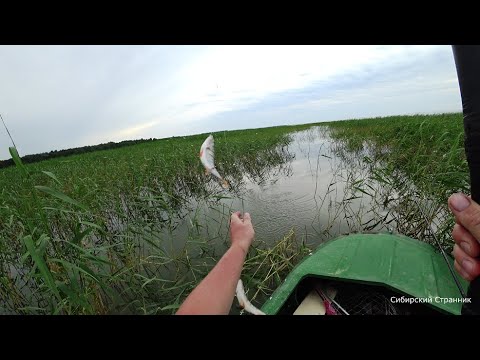 Видео: Сперва совсем не клевало, а потом как поперло.