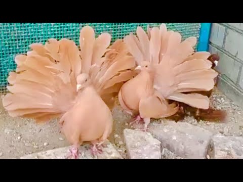 Видео: Голуби Павлины Старорусские! В гостях у Андрея Николаевича Сазонова! Телефон +79097640620