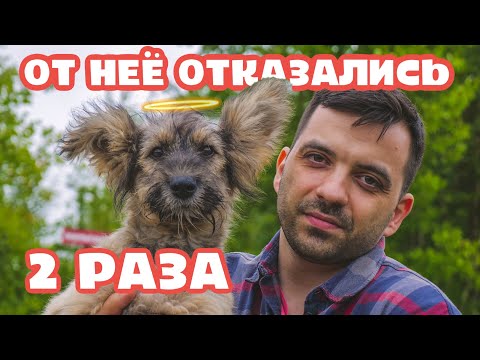 Видео: Нам вернули собаку и еще раз отказались от нее.