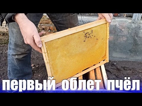Видео: Пчелаводство облет пчёл весной. Что нужно делать пчеловоду после облета пчел на пасеке