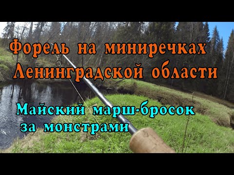 Видео: В этой миниречке водятся монстры. Охота за крупной форелью в  Ленинградской области в 2022 году.#1