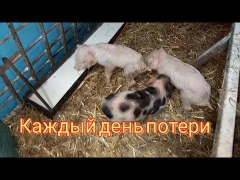 Видео: Поросята дохнут как мухи ! Кабан отравился, Чем его лечить