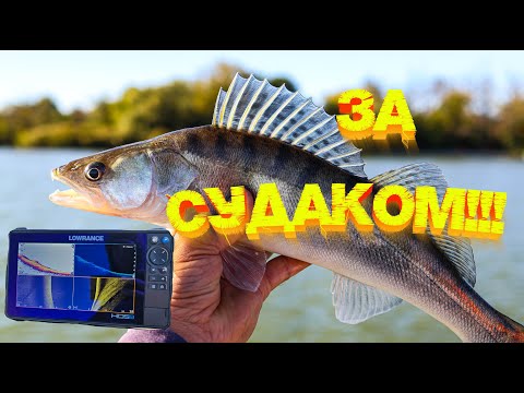Видео: СУДАК начал ловиться на джиг 💪💪💪 Рыбалка с НОВОЙ лодки на Дону 👍