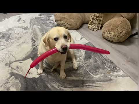 Видео: Завтрак у мамы 🥰 Деловой лабрадор 
