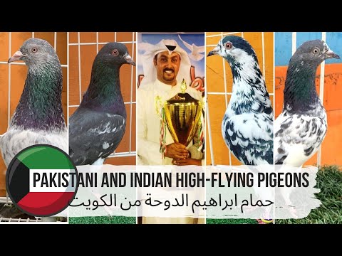 Видео: Pakistani and Indian high-flying pigeons | Индийские и Пакистанские высоколётные голуби, Кувейт