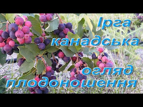 Видео: Ірга канадська. Огляд плодоношення сортів: Слейт, Смокі, Мартін, Мандам, Нортлайн, Тіссен, Хонейвуд