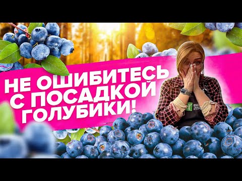 Видео: КАК ЗАКИСЛИТЬ ГРУНТ ПРИ ПОСАДКЕ ГОЛУБИКИ?!