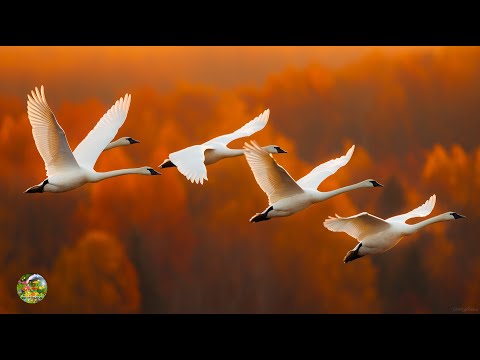 Видео: Сборник ЛУЧШИХ Мелодий от которых мурашки по телу! Красивая музыка для души- Осень #Relaxing #ноябрь