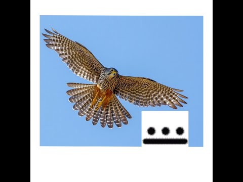 Видео: Описание Тоналя 8, Тотем Сокол