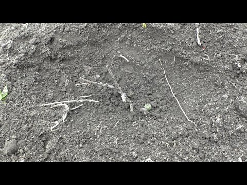 Видео: Весной не просыпаются молодые саженцы винограда. Что делать?