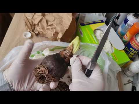 Видео: чистка и обработка залежавшихся луковиц  гиппеаструма Naomi