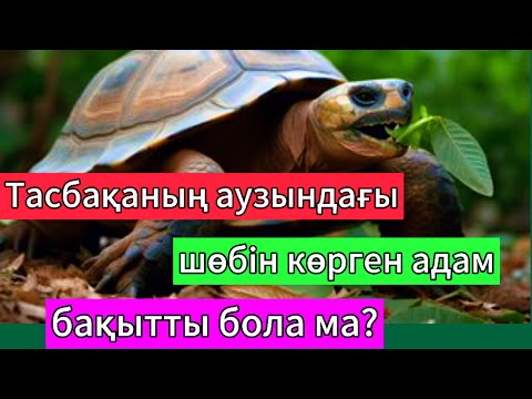 Видео: Тасбақаның шөбі қасиетті ме?  Тасбақаны неге өлтіруге болмайды?
