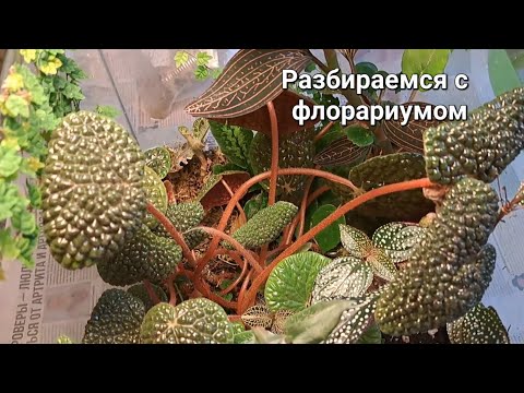 Видео: Переделала флорариум, зарос