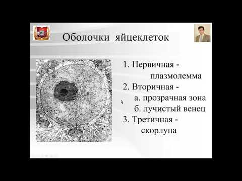 Видео: Лекция №2. Общая эмбриология. Лекции по гистологии.