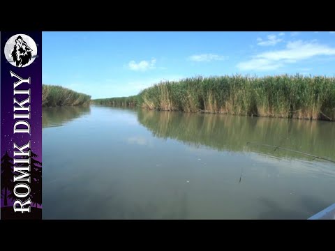 Видео: Рыбалка в Прибалхашье. Разведка новых мест. Июнь 2022г.