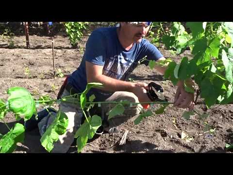 Видео: Восстановление кустов винограда - прошел месяц. Канал Светлана Красохина, 2020
