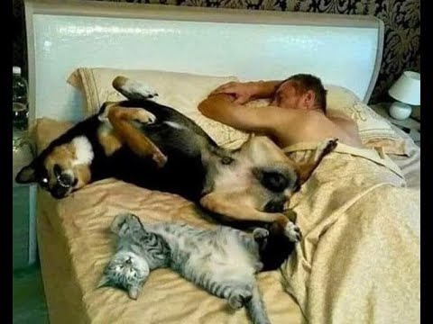 Видео: 🐕 Дорогая, место занято! 😸 Смешное видео с собаками, кошками и котятами! 🐈